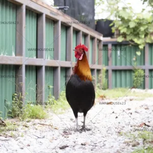 jungle-fowl-stock-image-003 High-resolution Jungle Fowl stock photo