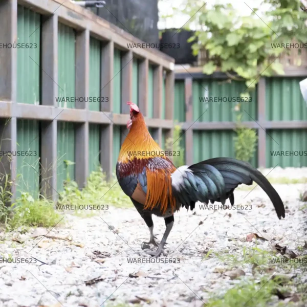 jungle-fowl-stock-image-004 High-resolution Jungle Fowl stock photo