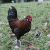 High-resolution Jungle Fowl stock photo