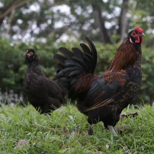 jungle-fowl-stock-image-006 High-resolution Jungle Fowl stock photo