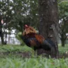 High-resolution Jungle Fowl stock photo