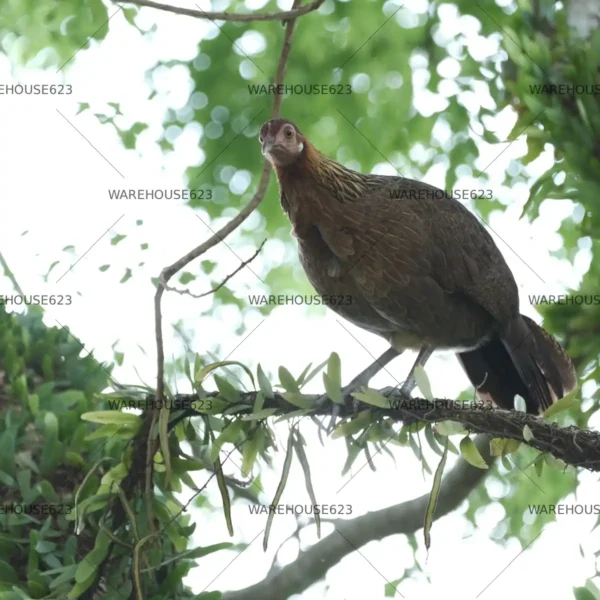 jungle-fowl-stock-image-008 High-resolution Jungle Fowl stock photo