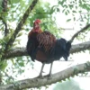 High-resolution Jungle Fowl stock photo