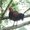 High-resolution Jungle Fowl stock photo