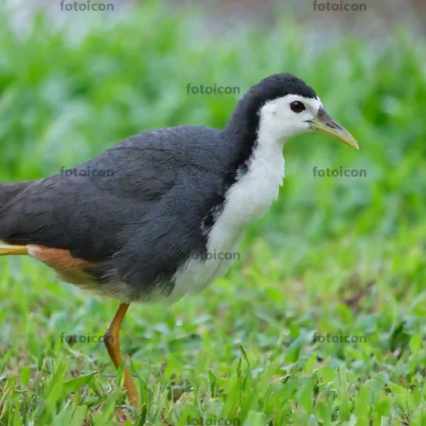 close-up photo of white-breasted waterhen