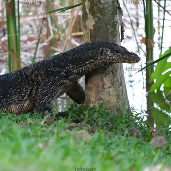 water monitor lizard by a tree bark