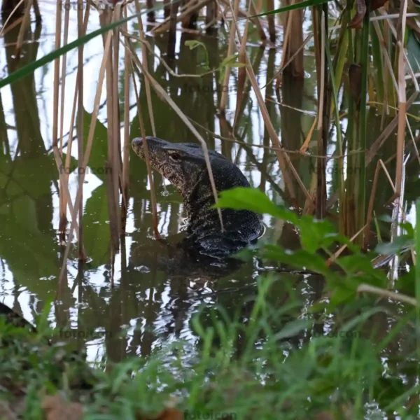 water monitor lizard emerging from water