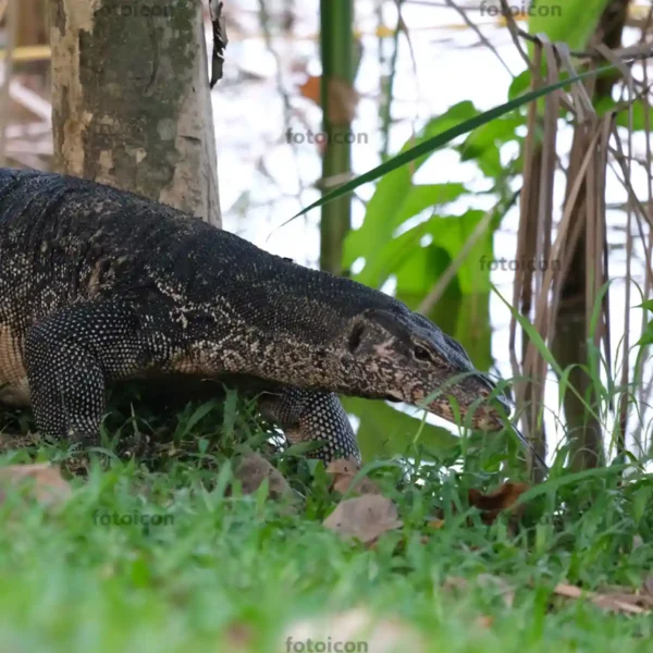water monitor lizard moving away from tree