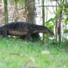 water monitor lizard moving near tree bark