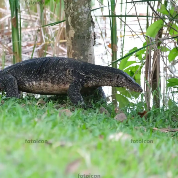 water monitor lizard moving near tree bark