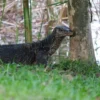 water monitor lizard scrapping against tree bark