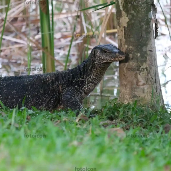 water monitor lizard scrapping against tree bark