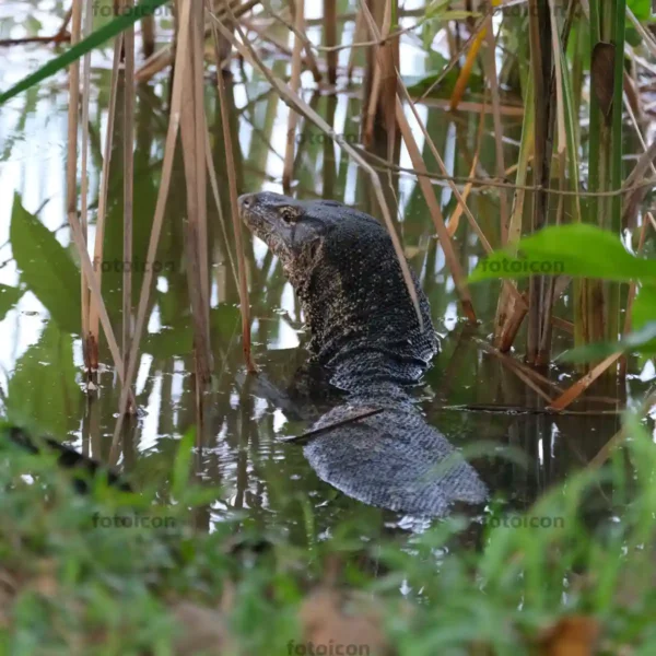 water monitor lizard surfacing from lake