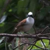 White-crested Laughingthrush Stock Image Series A002