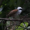 White-crested Laughingthrush Stock Image Series A002