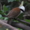 White-crested Laughingthrush Stock Image Series A002