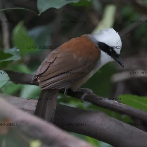 wclt-003 White-crested Laughingthrush Stock Image Series A002