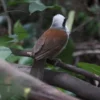 White-crested Laughingthrush Stock Image Series A002