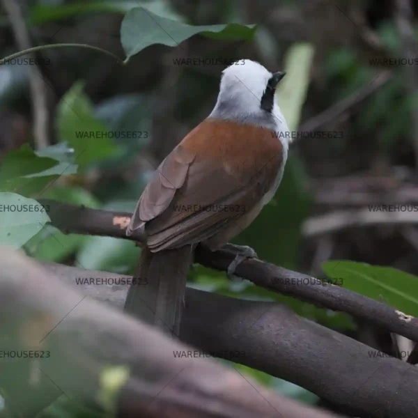 wclt-004 White-crested Laughingthrush Stock Image Series A002