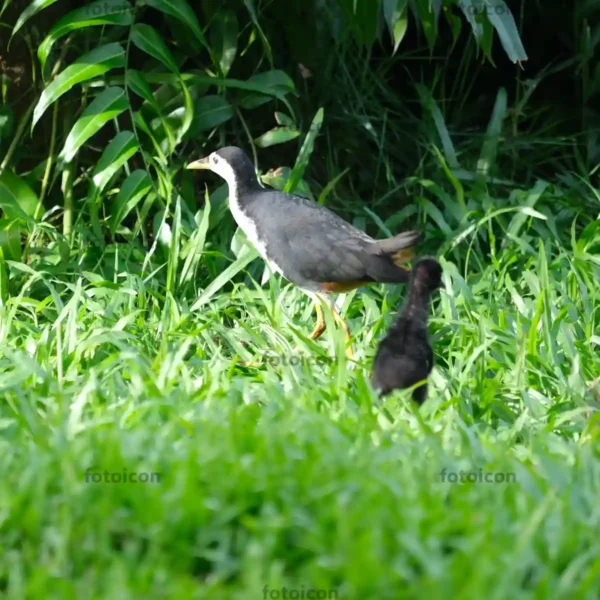 white-breasted waterhen guiding offspring