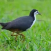white-breasted waterhen looking around