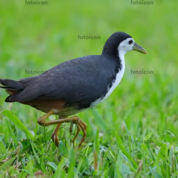 white-breasted waterhen looking around