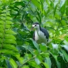 white-breasted waterhen on bush