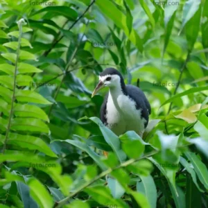 white-breasted waterhen on bush white-breasted waterhen on bush