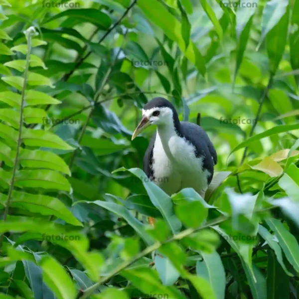 white-breasted waterhen on bush