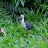 white-breasted waterhen on grass