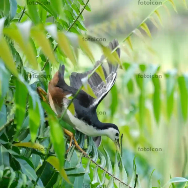 white-breasted waterhen taking flight