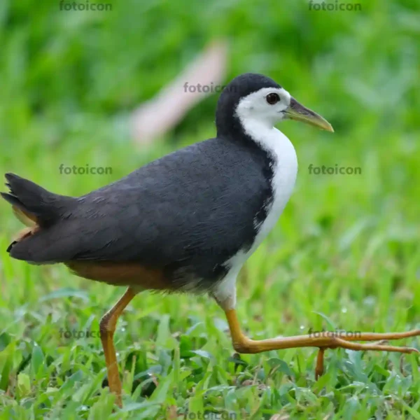 white-breasted waterhen walking