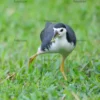 white-breasted waterhen with food in beak