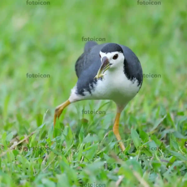 white-breasted waterhen with food in beak