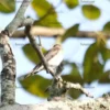 Asian Brown Flycatcher Stock Images Series A007