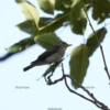 Asian Brown Flycatcher Stock Images Series A007