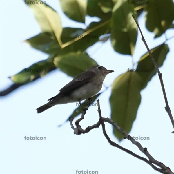 asian brown flycatcher on tree 02 Asian Brown Flycatcher Stock Images Series A007
