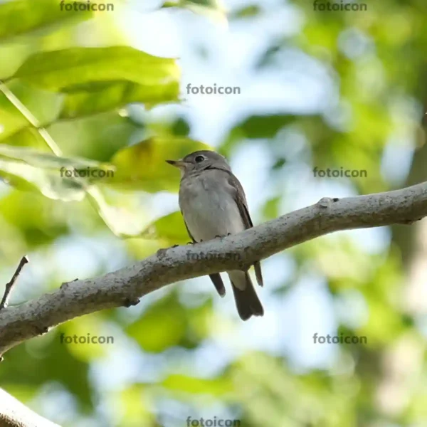 asian brown flycatcher on tree Asian Brown Flycatcher Stock Images Series A007