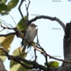 Asian Brown Flycatcher Stock Images Series A007