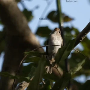 asian brown flycatcher on tree branch 02 Asian Brown Flycatcher Stock Images Series A007