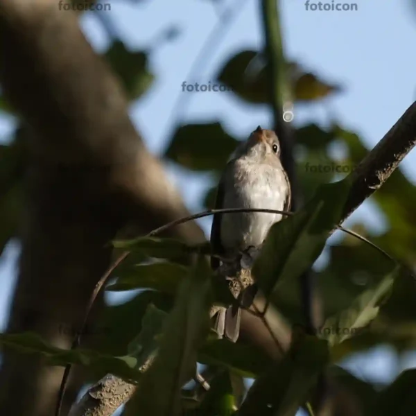 asian brown flycatcher on tree branch 02 Asian Brown Flycatcher Stock Images Series A007