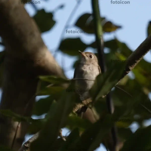 asian brown flycatcher on tree branch 03 Asian Brown Flycatcher Stock Images Series A007