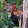 Jungle Fowl Stock Image Series A008