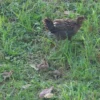 Jungle Fowl Stock Image Series A008