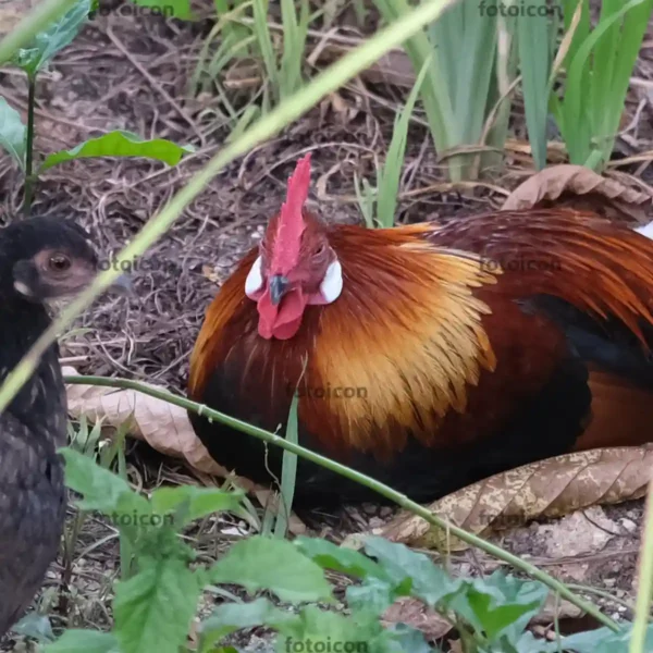 junglefowl rooster resting with hens 02 Jungle Fowl Stock Image Series A008