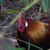 Jungle Fowl Stock Image Series A008