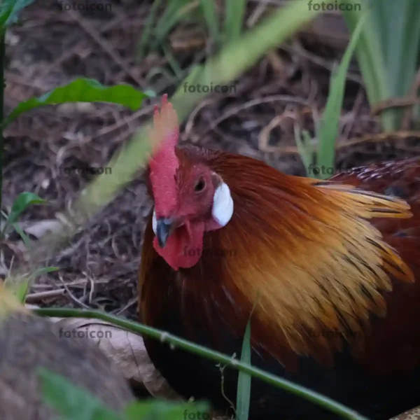 junglefowl rooster resting with hens Jungle Fowl Stock Image Series A008
