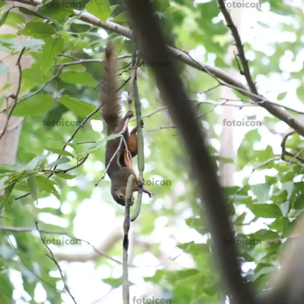 plantain squirrel climbing down long bean plantain squirrel climbing down long bean