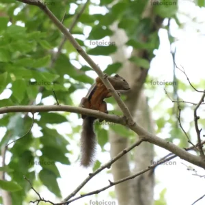 plantain squirrel hanging on tree branch plantain squirrel hanging on tree branch