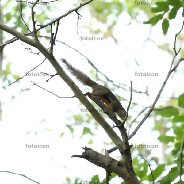 plantain squirrel jumping from tree branch plantain squirrel jumping from tree branch